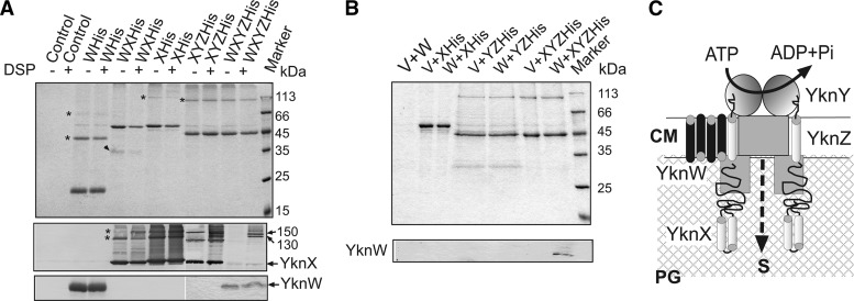 Fig 6