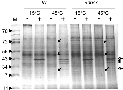 FIG. 5.