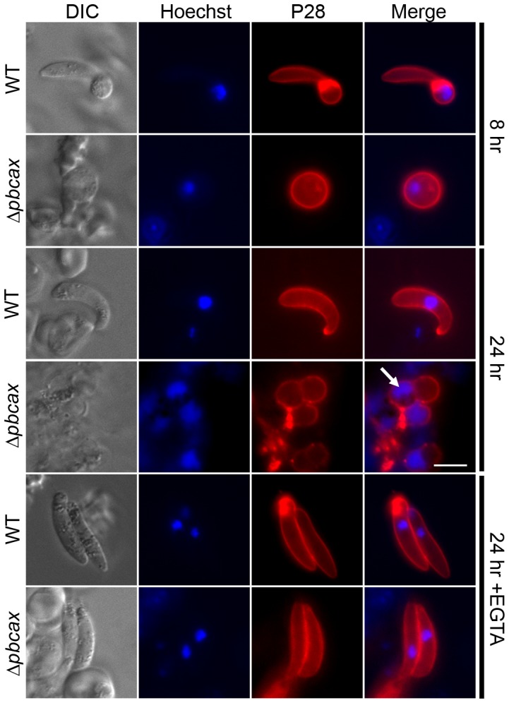 Figure 6