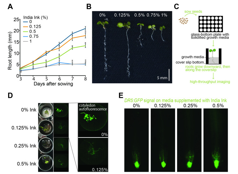 
Figure 1.
A system for high-throughput imaging of Arabidopsis roots
