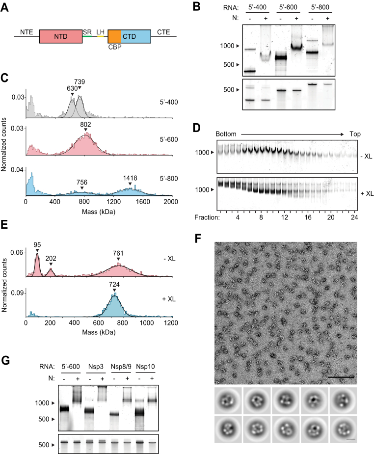 Figure 1