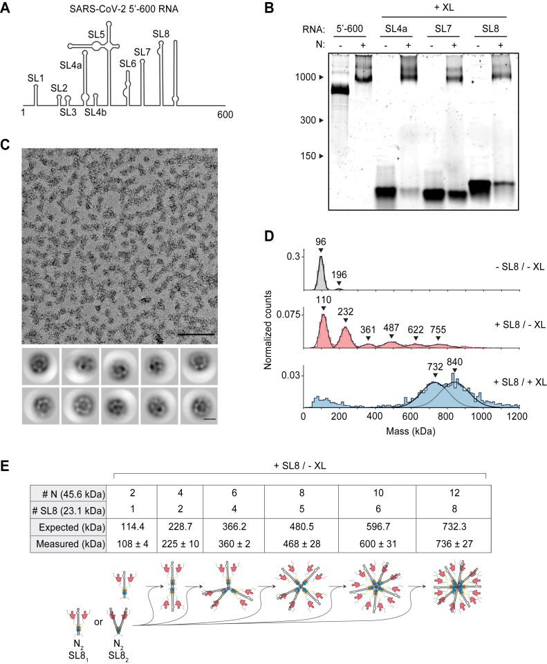 Figure 2