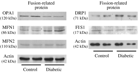 Fig. 2