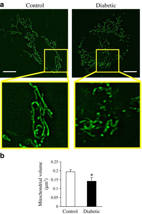 Fig. 1