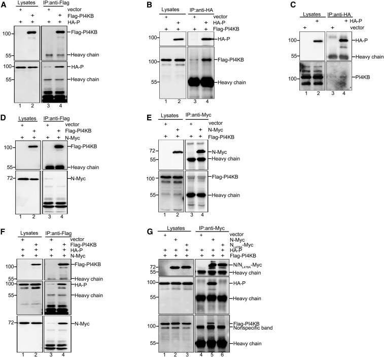 Figure 6