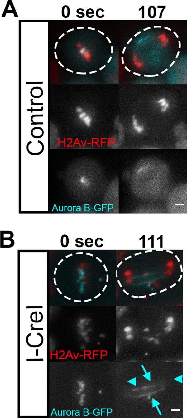 FIGURE 4: