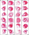 Supplementary Fig 3