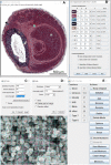 Supplementary Fig 7