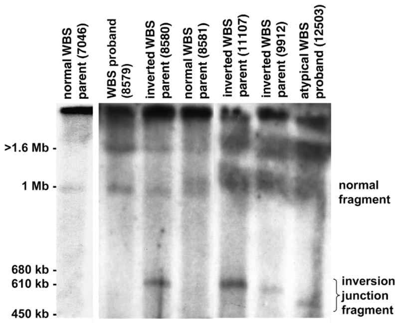 Fig. 5