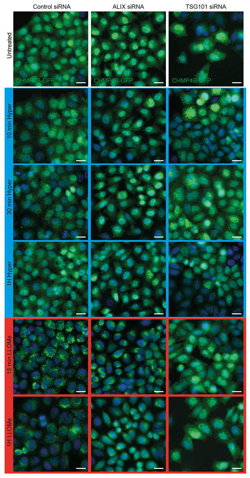 Extended Data Fig. 4