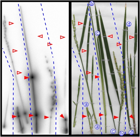 Figure 7.