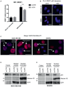 Figure EV3