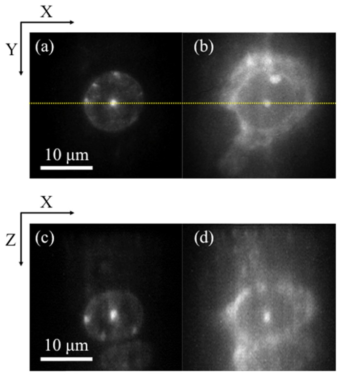 Fig. 7