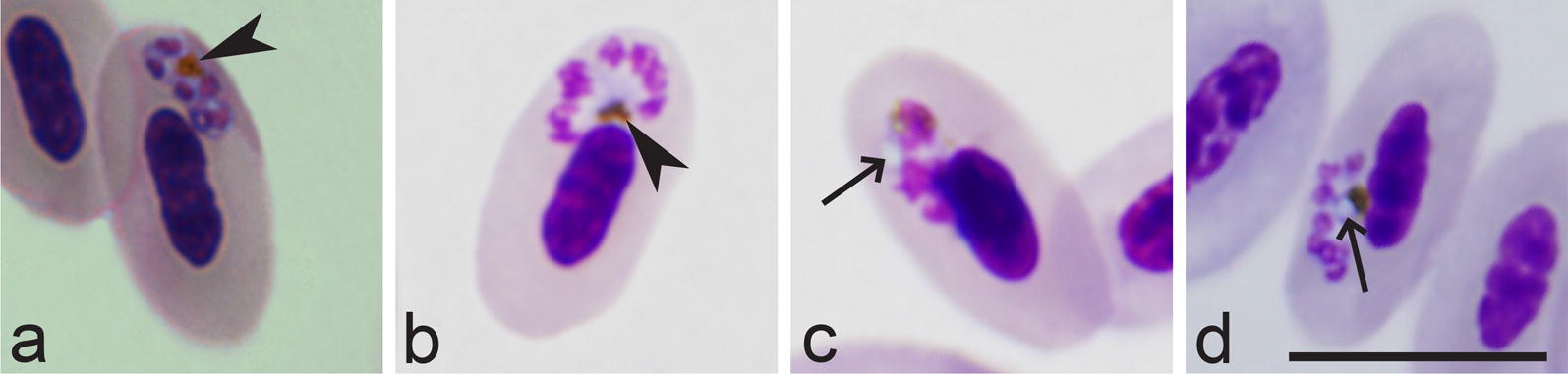 Fig. 6