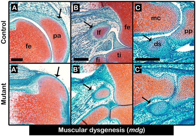 Fig. 2.