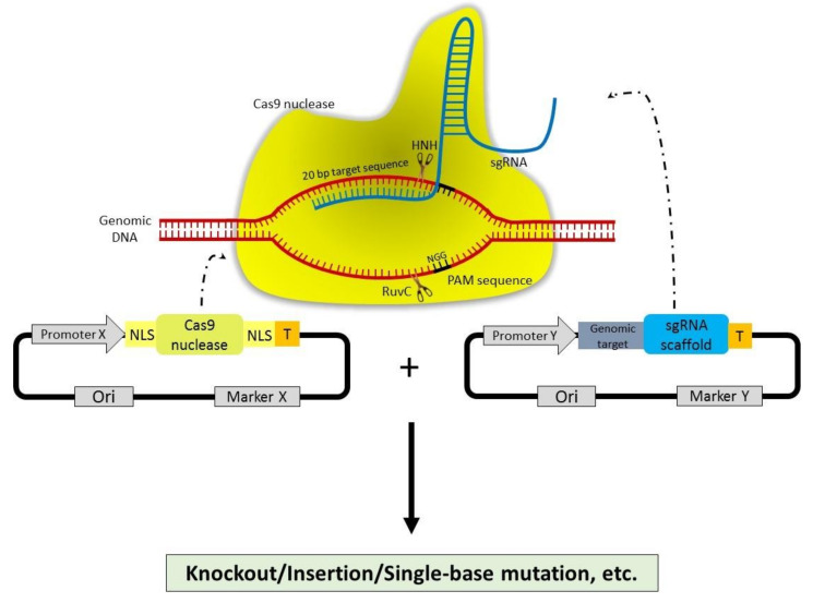 Figure 2