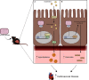 Figure 9 is a schematic representation depicting the adverse effects of Dicyclohexyl phthalate exposure on plasma lipid and ceramide levels. On the left, a cartoon illustration of a mouse exposed to Dicyclohexyl phthalate is displayed. On the right, an illustration is divided into two parts, Figure 9A and 9B. In Figure 9A, Dicyclohexyl phthalate leads to higher plasma cholesterol and ceramide levels in mice in an intestinal pregnane X receptor-dependent manner. The dicyclohexyl phthalate-mediated pregnane X receptor activation regulates the expression of key lipogenic genes, including Niemann-Pick C 1-Like 1 and microsomal triglyceride transfer protein which leads to increased hyperlipidemia. In Figure 9B, Dicyclohexyl phthalate leads to ceramide-synthesis–related genes, including glucocerebrosidase gene 1 in the intestine, which leads to increased ceramides. Both, Figure 9A and 9B lead to increased cardiovascular disease.