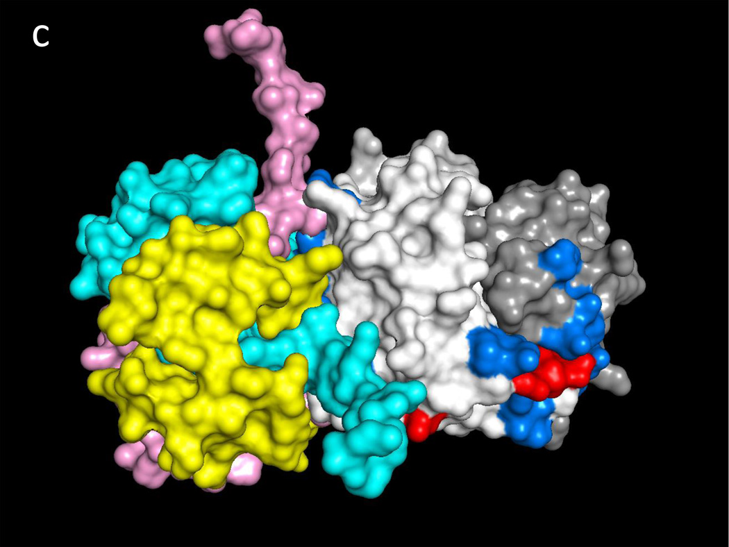 Predicted structure of MIF/CD74 and RTL1000/CD74 complexes - PMC