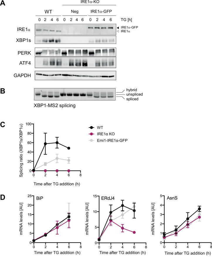 Figure 4—figure supplement 1.