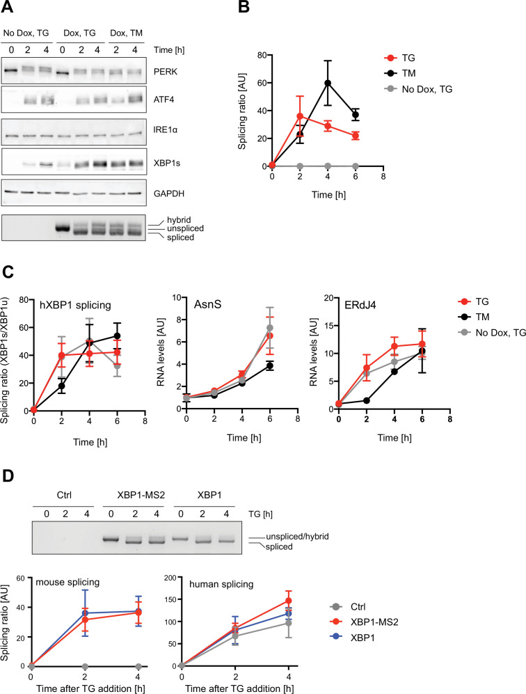 Figure 1—figure supplement 1.