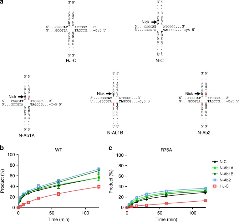 RuvC uses dynamic probing of the Holliday junction to achieve sequence ...