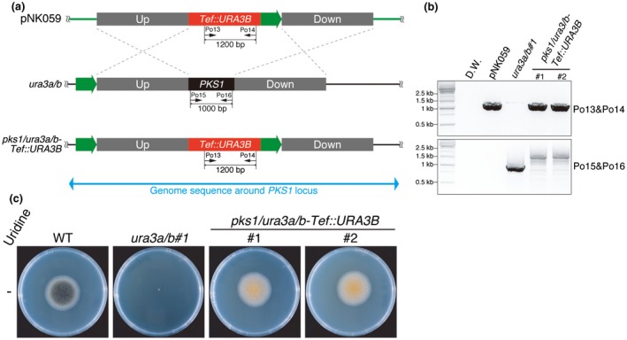 Figure 3