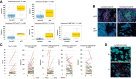 Figure 3. A, Boxplots showing intratumoral immune cell populations by mIHC with significant different levels in pCR vs. non-pCR patients at t0. B, Representative pictures of mIHC staining at t0 in pCR and non pCR patients; original magnification 20×. C, Significant changes in TILs and intratumoral immune cell populations by mIHC from t0 to t1 in matched paired samples, with * indicating outlier values, red lines for patients with pCR, yellow lines for patients with RCB I, and gray lines for other patients. D, Representative pictures of a lymphoid mIHC panel at t0 and t1 from the same patient; original magnification 20×. Color code for mIHC pictures of checkpoint panel: CD3 in magenta, PD-1 in yellow, CD68 in white, CD163 in green, PD-L1 in red, pan-cytokeratin in cyan, nuclei in blue. Color code for mIHC pictures of lymphoid panel: CD8 in magenta, CD4 in yellow, granzyme B in green, FoxP3 in white, CD20 in orange, pan-cytokeratin in cyan, nuclei in blue.