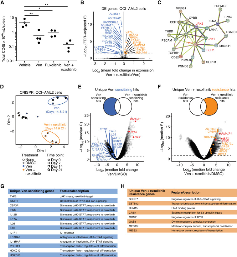 Figure 5. Patterns of sensitivity and resistance for the type 3 combination Ven + ruxolitinib. A, Patient-derived xenograft evaluation of Ven + ruxolitinib in vivo. Mononuclear cells from a newly diagnosed AML patient were injected into NSGS mice, allowed to engraft to ∼1% human CD33 chimerism, and cohorts (n = 4/group) were treated with venetoclax (Ven; 50 mg/kg), ruxolitinib (30 mg/kg), or Ven + ruxolitinib (30/50 mg/kg) daily for 3 weeks. Animals were sacrificed and splenic disease burdens were compared using one-way ANOVA. *, P < 0.05; **, P < 0.01. B, Volcano plot of differential gene expression (DE) by RNA-seq in OCI-AML2 cells following treatment with Ven alone or in combination with ruxolitinib in triplicate for 24 hours. Genes highlighted in blue and orange indicate those with significantly decreased and increased expression, respectively, in cells treated with the combination compared with single-agent Ven. C, Predicted protein interaction network between drug targets of the combination (highlighted in red) and genes downregulated upon Ven + ruxolitinib treatment compared with Ven alone in OCI-AML2 cells. D, Principal component analysis of CRISPR/Cas9 screen sequencing data obtained from YUSA library-transduced OCI-AML2 cells at days 7, 14, and 21 after treatment with DMSO, Ven, or Ven + ruxolitinib. Clusters representing Ven-treated and Ven + ruxolitinib–treated cells are highlighted in purple and blue, respectively. Duplicate samples were evaluated for each condition. E, Volcano plot of changes in sgRNA expression (log2 fold change) for Ven-treated cells relative to DMSO control cells at day 21. Select genes highlighted in blue in the left tail showed unique sgRNA-sensitizing effects for Ven treatment but not Ven + ruxolitinib. F, Volcano plot of changes in sgRNA expression (log2 fold change) for Ven + ruxolitinib-treated cells relative to DMSO control cells at day 21. Select genes highlighted in orange in the right tail showed sgRNA enrichment consistent with unique resistance to Ven + ruxolitinibruxolitinib treatment but not Ven alone. On both CRISPR volcano plots (C–D), sgRNAs for select genes previously identified in Ven resistance CRISPR screens (BAX, PMAIP1, and TP53) are highlighted in red in each plot's resistant (positive) tail. Select unique Ven-sensitizing gene hits (G) and Ven + ruxolitinib resistance gene hits (H) are listed.