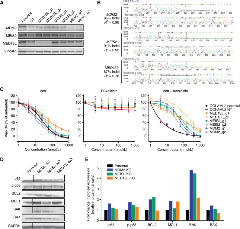 Figure 6. Validation of CRISPR screen hits for resistance to the Ven + ruxolitinib combination. A, Immunoblot analysis of OCI-AML2 cells transduced with two independent guide RNAs for genes identified in the Ven + ruxoltinib CRISPR/Cas9 resistance screen. Cells were lysed, subjected to SDS-PAGE, transferred to PVDF membranes, and probed for levels of MED13L, MDM2, and MEIS2; vinculin was used as a protein loading control. Parental denotes untransduced OCI-AML2 cells; NT, nontargeting control guide. B, TIDE sequencing comparisons of genomic loci for MED13L, MDM2, and MEIS2 relative to parental OCI-AML2 controls following transduction and CRISPR modification. C, Dose-response curves for OCI-AML2 cells transduced as in B with two independent guide RNAs for MED13L, MDM2, and MEIS2 and tested for sensitivity to Ven, ruxolitinib, and Ven + ruxolitinib. Data points represent the mean normalized cell viability ± SEM for three replicates. Parental denotes untransduced OCI-AML2 cells; NT, nontargeting control guide. D, Immunoblot analysis of indicated proteins in OCI-AML2 parental and CRISPR knockout (KO) lines for MED13L, MDM2, or MEIS2. The vertical line denotes the cropping of nonadjacent lanes to juxtapose samples for ease of comparison. E, Quantification by densitometry of protein levels detected by immunoblot analysis in D. Band intensities were first blanked and normalized to loading control vinculin levels within lanes, then normalized to levels in parental OCI-AML2 cells and shown as fold change in expression.