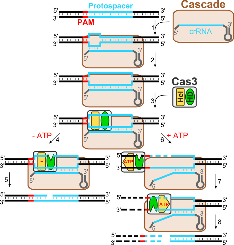 Fig. 2