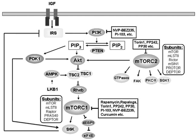 Fig. (1)