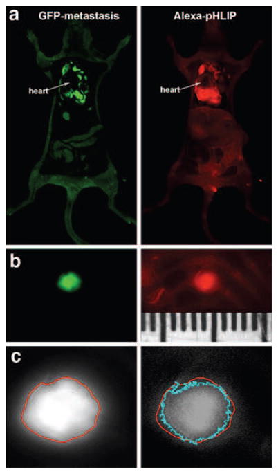 Fig. 9