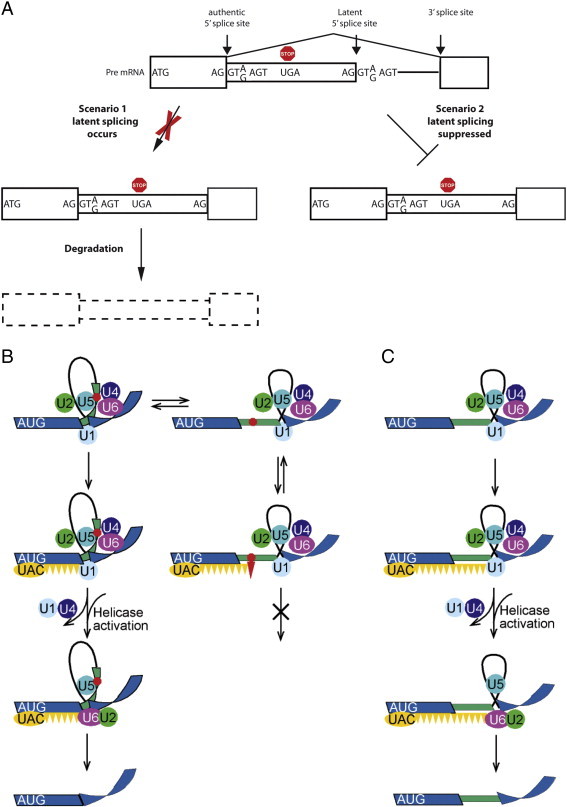 Fig. 4