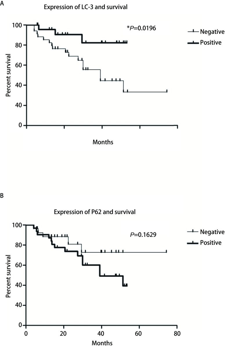 A：LC-3蛋白表达的生存曲线分析; B：P62蛋白表达的生存曲线分析。 A: Survival curve analysis of LC-3 protein expression; B: Survival curve analysis of P62 protein expression.