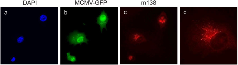 Figure 3—figure supplement 1.