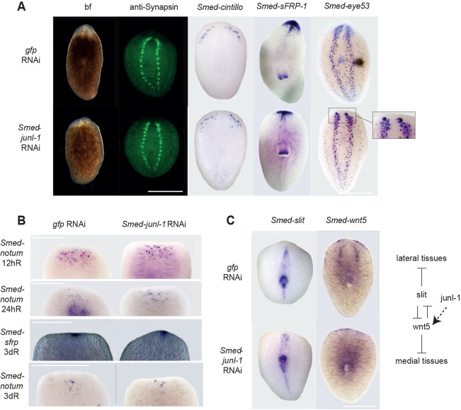 Fig. 3.