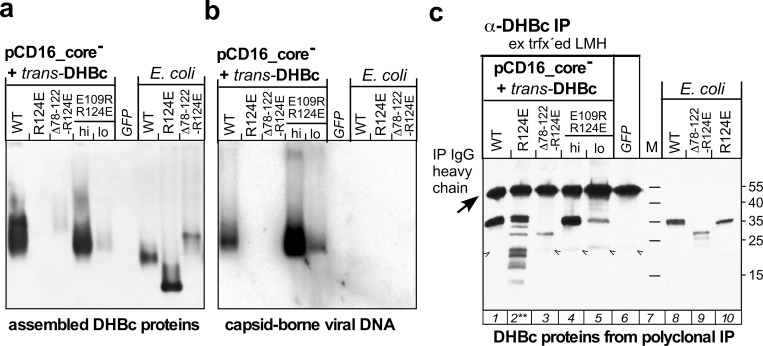 Figure 5—figure supplement 2.