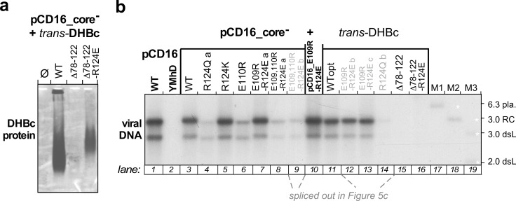 Figure 5—figure supplement 1.