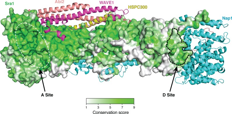 Figure 3—figure supplement 1.