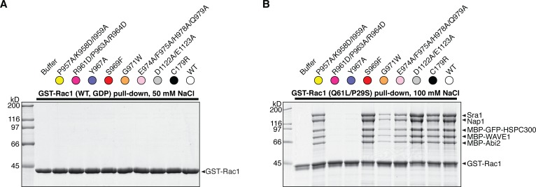 Figure 3—figure supplement 2.