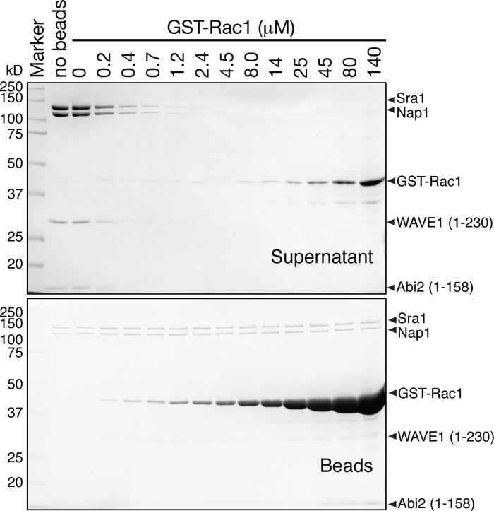 Figure 5—figure supplement 1.