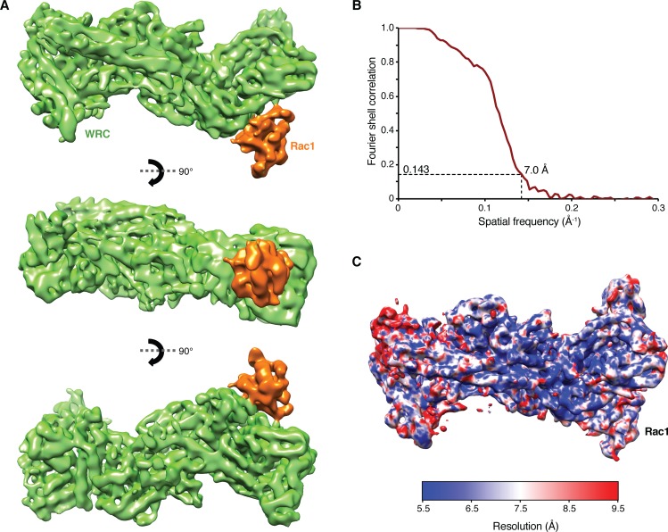 Figure 1—figure supplement 3.