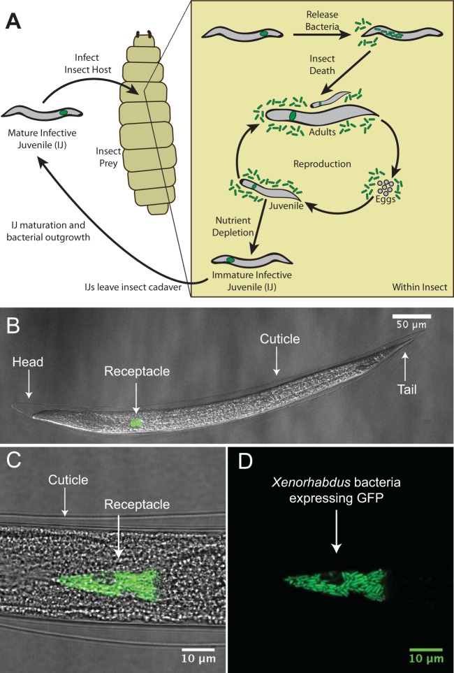 FIG 1 