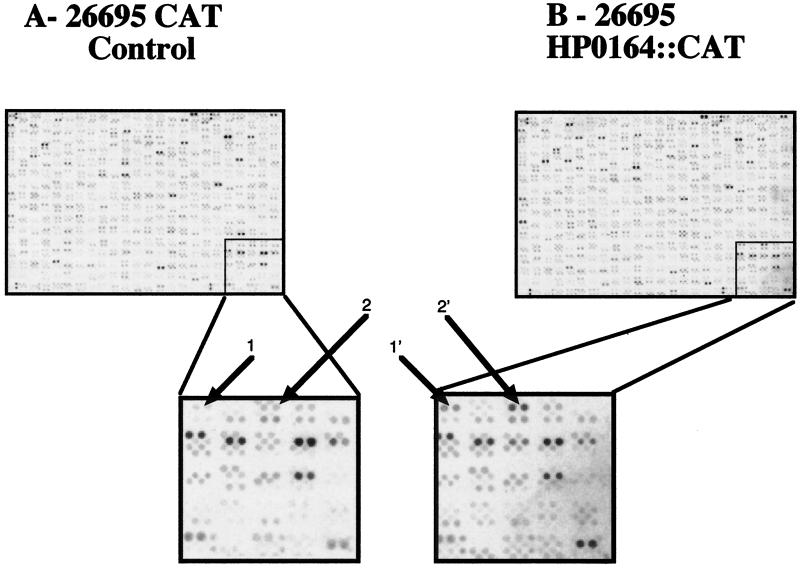 FIG. 2.