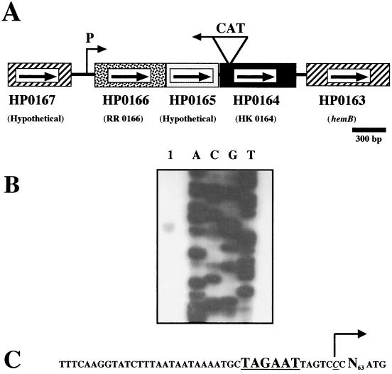 FIG. 1.