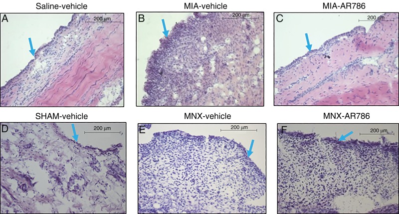 Figure 5