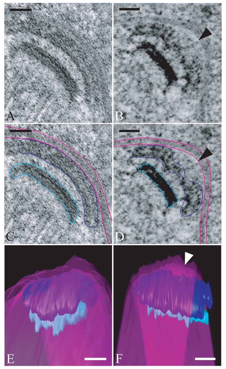 Fig. 8.