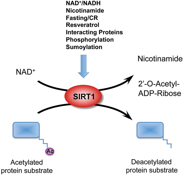 Figure 1