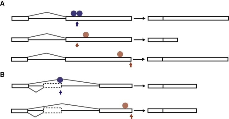 Figure 7