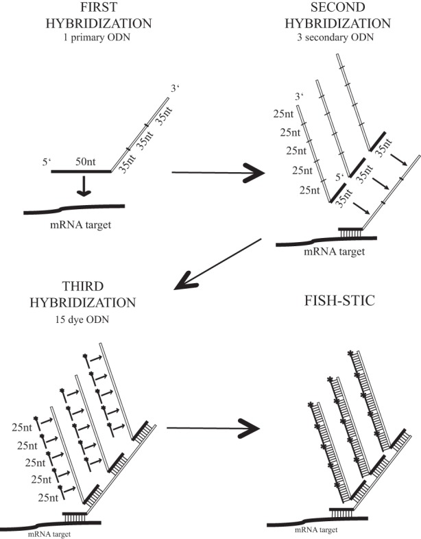 FIGURE 1.